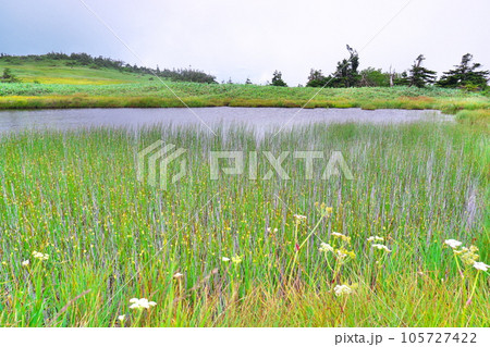 苗場山の高層湿原 苗場山の高層湿原 105727422