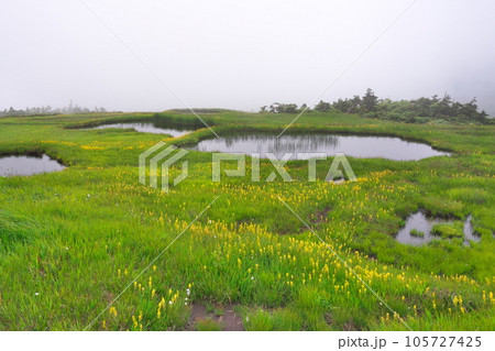苗場山の高層湿原 苗場山の高層湿原 105727425