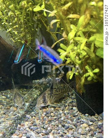 コリドラス コロンビアエヴェリナエ アクアリウム 熱帯魚 105727427