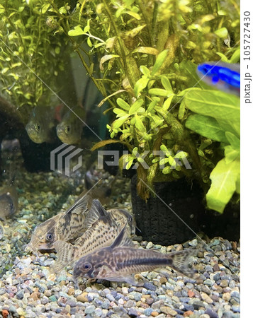 コリドラス コロンビアエヴェリナエ アクアリウム 熱帯魚 105727430