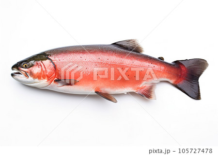 Image of salmon on white background. Fish. Underwater animals. Illustration, Generative AI. 105727478