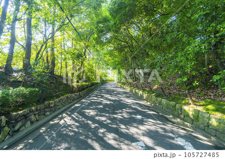 京都　新緑の木々に包まれた泉涌寺道 105727485