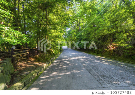 京都　新緑の木々に包まれた泉涌寺道 105727488