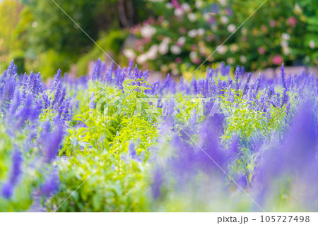 ハーブ庭園旅日記のラベンダー 105727498
