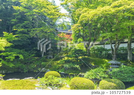京都　泉涌寺　新緑の季節の御座所庭園 105727539