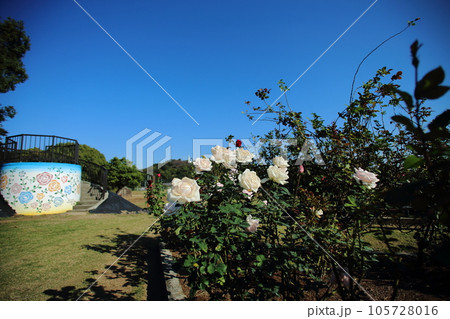 荒尾市 おもやい市民花壇 バラの花、 荒尾市 おもやい市民花壇 バラの花、 105728016