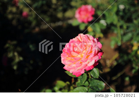 荒尾市 おもやい市民花壇 バラの花、 荒尾市 おもやい市民花壇 バラの花、 105728021