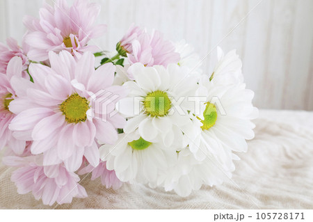 白とピンクの菊の花束　ナチュラル背景　淡色でやさしいイメージ 105728171