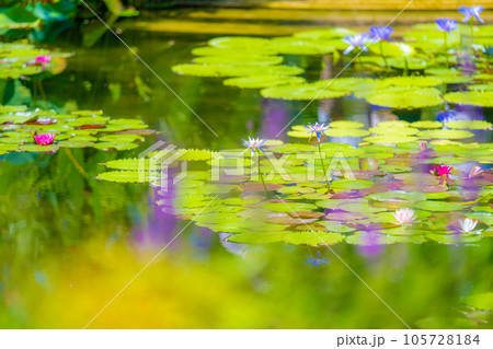 「モネの庭」マルモッタン 105728184