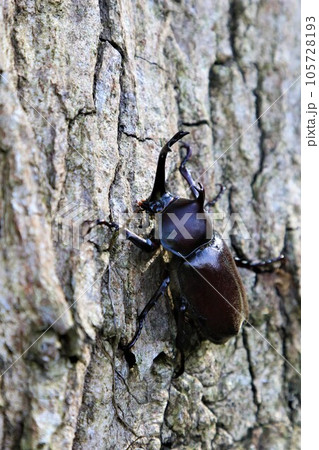 夏の猛暑で有名な鳩山町愛郷の里の森に生息しているカブトムシのオス 夏の猛暑で有名な鳩山町愛郷の里の森に生息しているカブトムシのオス 105728193