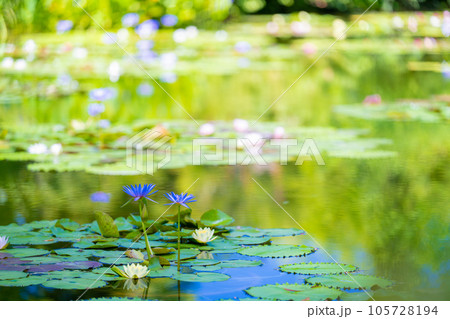 「モネの庭」マルモッタン 「モネの庭」マルモッタン 105728194