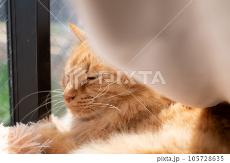 窓辺の猫 茶トラ猫 窓辺の猫 茶トラ猫 105728635