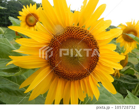 雨でも元気な向日葵 105728732