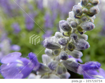 雨の日ラベンダー 105728734