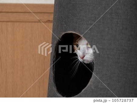 隠れる猫　茶トラ白 105728737