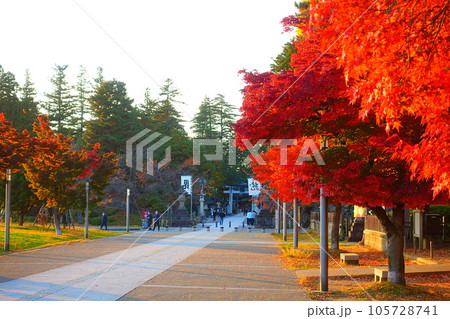 松が岬公園　紅葉　黄葉 105728741