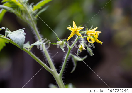 ミニトマトの花 ミニトマトの花 105729246