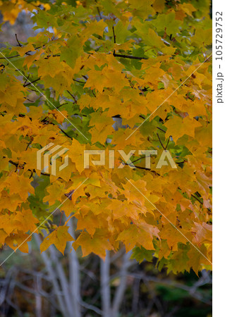 秋の黄色のイタヤカエデ 秋の黄色のイタヤカエデ 105729752
