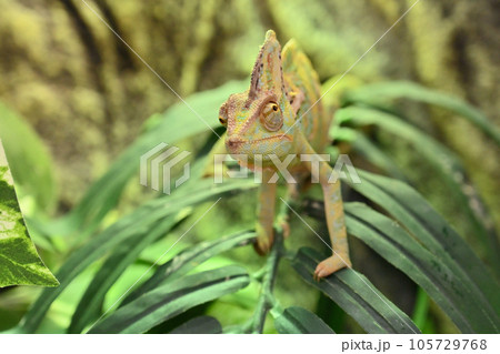 エボシカメレオン(カメレオン) エボシカメレオン(カメレオン) 105729768