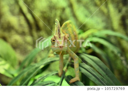 エボシカメレオン（カメレオン） 105729769