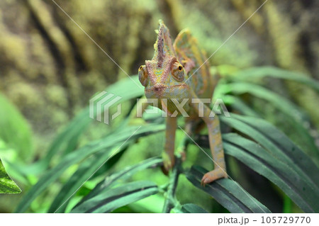 エボシカメレオン(カメレオン) エボシカメレオン(カメレオン) 105729770