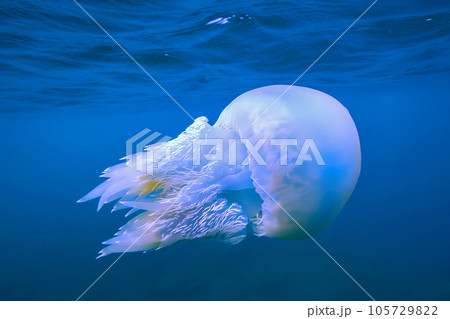 水中を泳ぐクラゲ_スナイロクラゲ 水中を泳ぐクラゲ_スナイロクラゲ 105729822