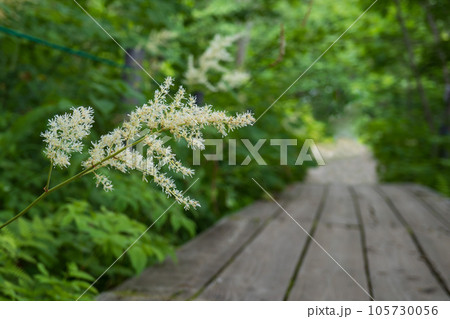 八島ヶ原湿原の木道をぼかしたコピースペースにハナチダケサシの花／長野県霧ヶ峰高原 105730056