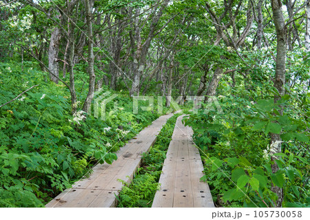 白い花が咲く林の間の木道【八島ヶ原湿原】長野県霧ヶ峰高原 105730058