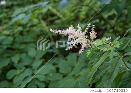 白いハナチダケサシの花【八島ヶ原湿原】長野県霧ヶ峰高原 105730059