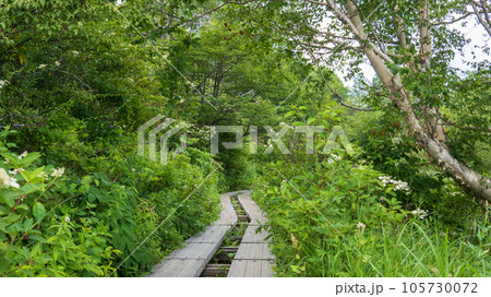 白い花が咲く林の木道【八島ヶ原湿原】長野県霧ヶ峰高原 105730072