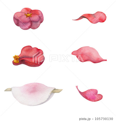 Watercolor hand drawn traditional Japanese sweets. Winter wagashi, mochi, hanabira, camellia. Isolated on white background. Design for invitations, restaurant menu, greeting cards, print, textile 105730130