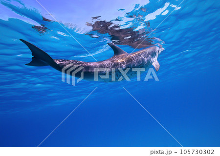青い海の水面を泳ぐバハマのイルカ 105730302