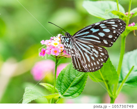 蜜を吸う美しい蝶々 リュウキュウアサギマダラ 蜜を吸う美しい蝶々 リュウキュウアサギマダラ 105730749