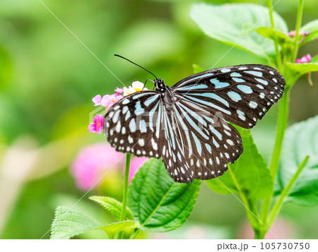 蜜を吸う美しい蝶々　リュウキュウアサギマダラ 105730750