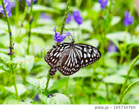 蜜を吸う美しい蝶々 リュウキュウアサギマダラ 蜜を吸う美しい蝶々 リュウキュウアサギマダラ 105730760