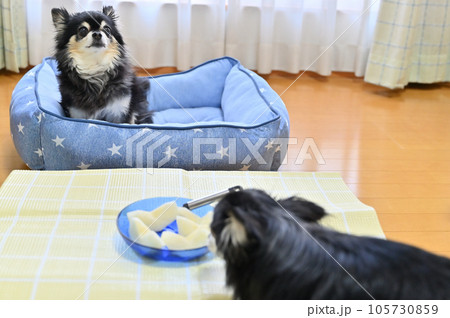 あま～い梨と2匹のチワワ　オスワリするチワワとつまみ食いするチワワ 105730859