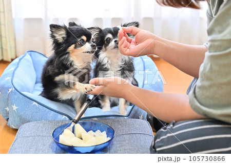飼い主の女性から梨をもらう2匹のチワワ 飼い主の女性から梨をもらう2匹のチワワ 105730866