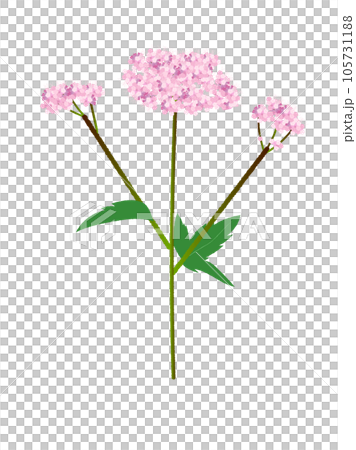 秋の七草、ふじばかまの花のイラスト 105731188