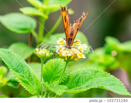 蜜を吸う美しい蝶々 タテハモドキ 蜜を吸う美しい蝶々 タテハモドキ 105731280
