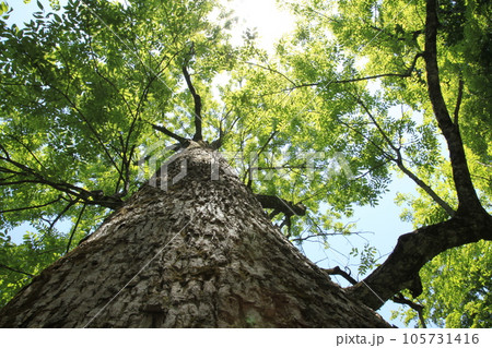 ヤチダモの巨木 温身平にて ヤチダモの巨木 温身平にて 105731416