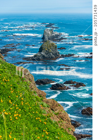 襟裳岬に咲く花、初夏の北海道 105731439