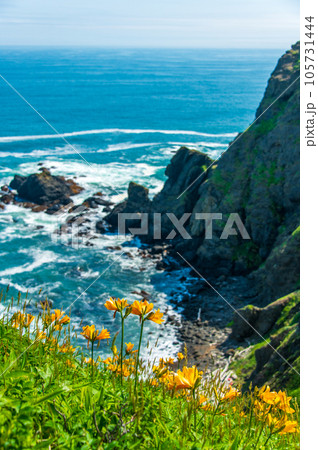 襟裳岬に咲く花、初夏の北海道 襟裳岬に咲く花、初夏の北海道 105731444