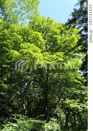 真夏に青々と茂る山奥の大木 トチノキ 真夏に青々と茂る山奥の大木 トチノキ 105731515