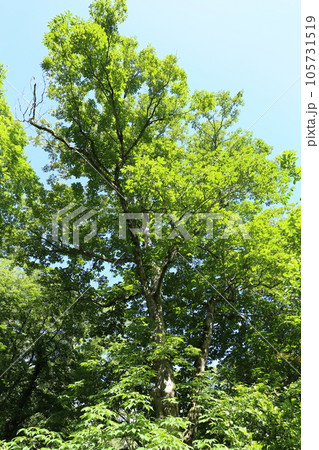 真夏に青々と茂る山奥の大木 トチノキ 真夏に青々と茂る山奥の大木 トチノキ 105731519