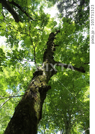 真夏に青々と茂る山奥の大木 トチノキ 真夏に青々と茂る山奥の大木 トチノキ 105731523