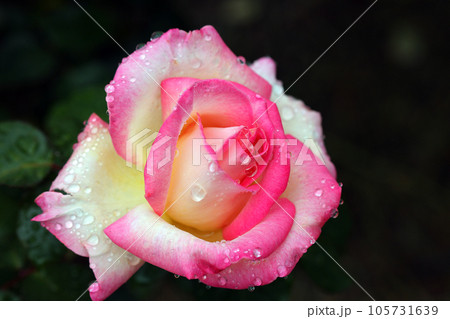 蜂ヶ峰の薔薇 105731639