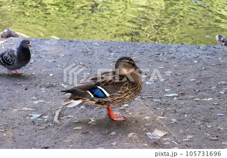 wild mallard duck on the river bank and dove in the background wild mallard duck on the river bank and dove in the background 105731696