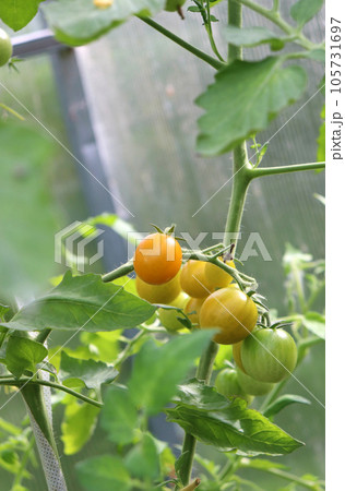 yellow cherry tomatoes on a branch at the ripening stage 105731697