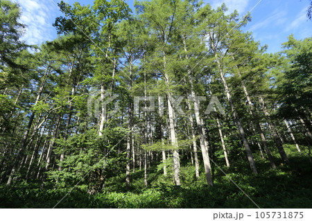夏の高原にそびえる、カラマツの大木 夏の高原にそびえる、カラマツの大木 105731875