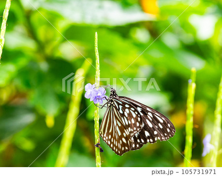 蜜を吸う美しい蝶々 リュウキュウアサギマダラ 蜜を吸う美しい蝶々 リュウキュウアサギマダラ 105731971